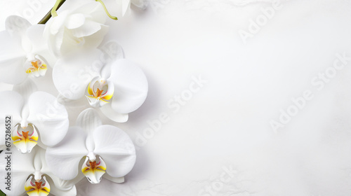 White orchid flower on a white textured background.