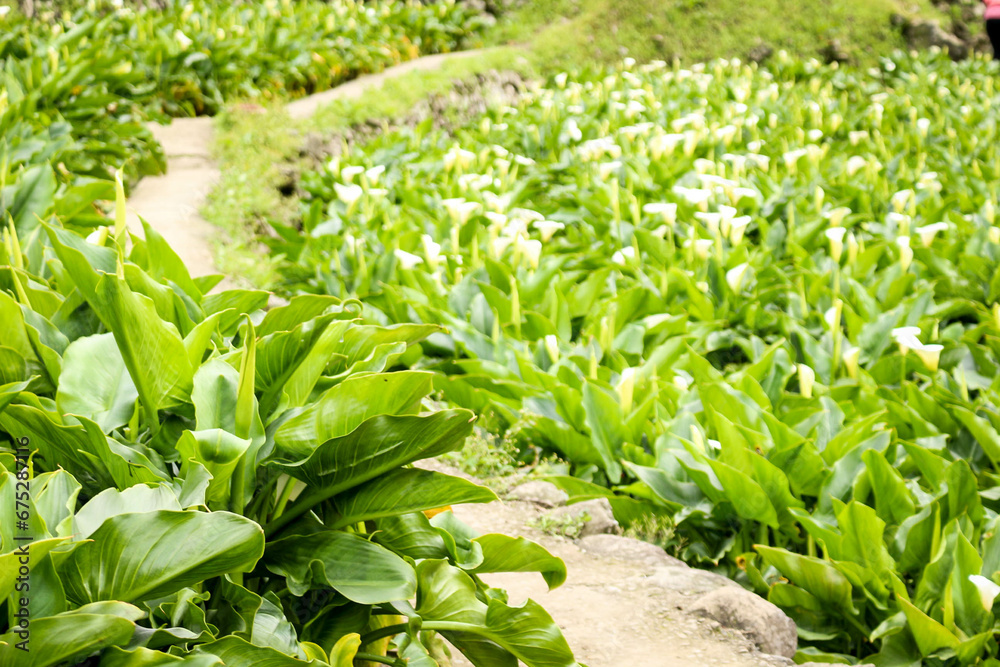 Obraz premium close up of green leaves and white calla lily field taken in Yang Ming Shan Mountain in Taiwan