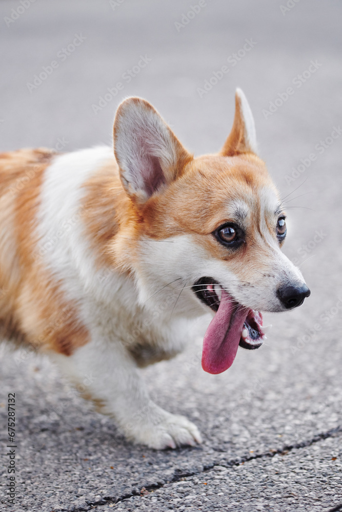 Pembroke Welsh Corgi on a walk. Portrait of a dog in the autumn park Pembroke Welsh Corgi on a walk. Portrait of a dog in the autumn park