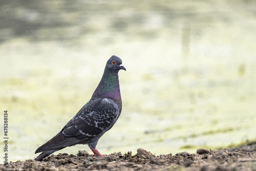 А wild pigeon (Columba livia domestica) perched on the shore of a pond А wild pigeon (Columba livia domestica) perched on the shore of a pond