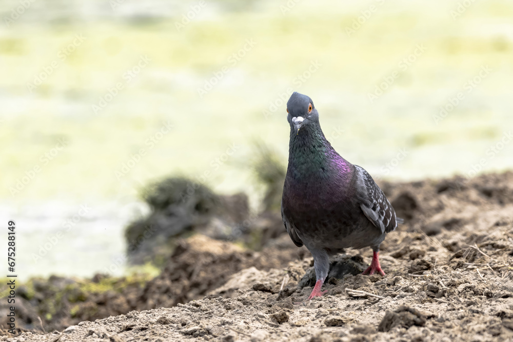 Obraz premium А wild pigeon (Columba livia domestica) perched on the shore of a pond