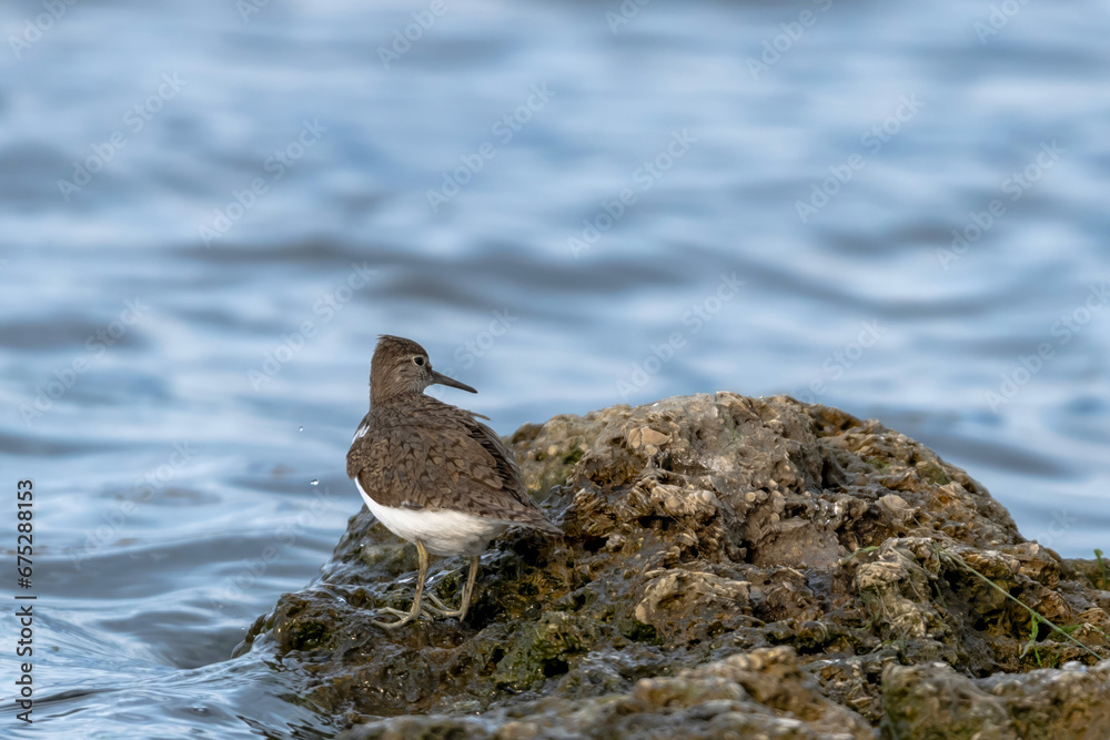 The common sandpiper (Actitis hypoleucos) on a stone at the lake
