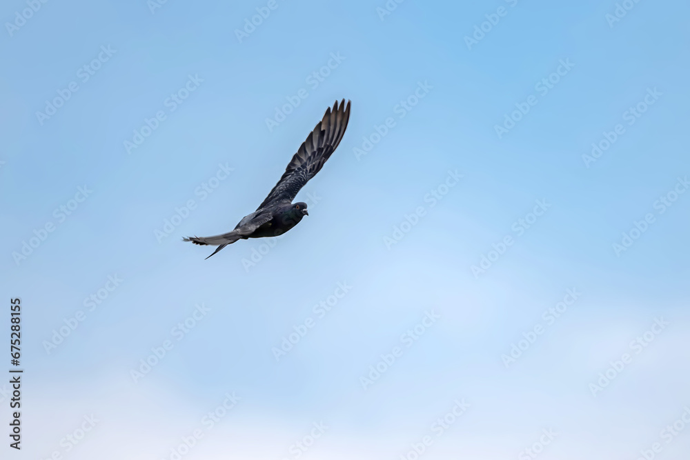 А wild pigeon (Columba livia domestica) in flight А wild pigeon (Columba livia domestica) in flight