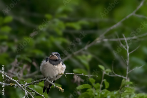 A swallow, Hirundo rustica, is perched on a branch
