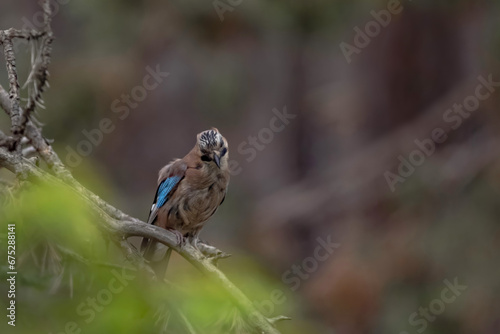 Garrulus glandarius aka eurasian jay, beautiful colourful bird in the forest in Bulgaria