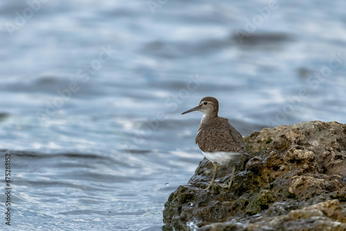 The common sandpiper (Actitis hypoleucos) on a stone at the lake