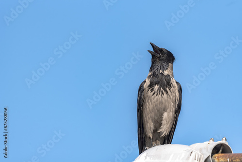 Hooded Crow (Corvus cornix) perched on a lamp post against a dark blue sky