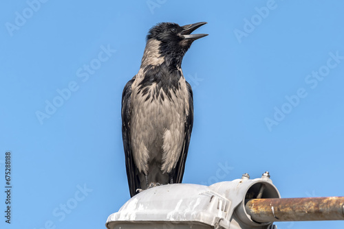 Hooded Crow (Corvus cornix) perched on a lamp post against a dark blue sky