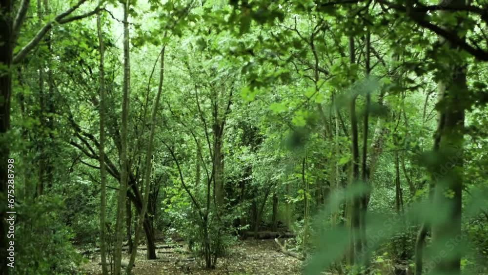 A lush forest peeks from behind a towering tree, offering a glimpse of nature's hidden grandeur. Dolly left camera movement A lush forest peeks from behind a towering tree, offering a glimpse of nature's hidden grandeur. Dolly left camera movement