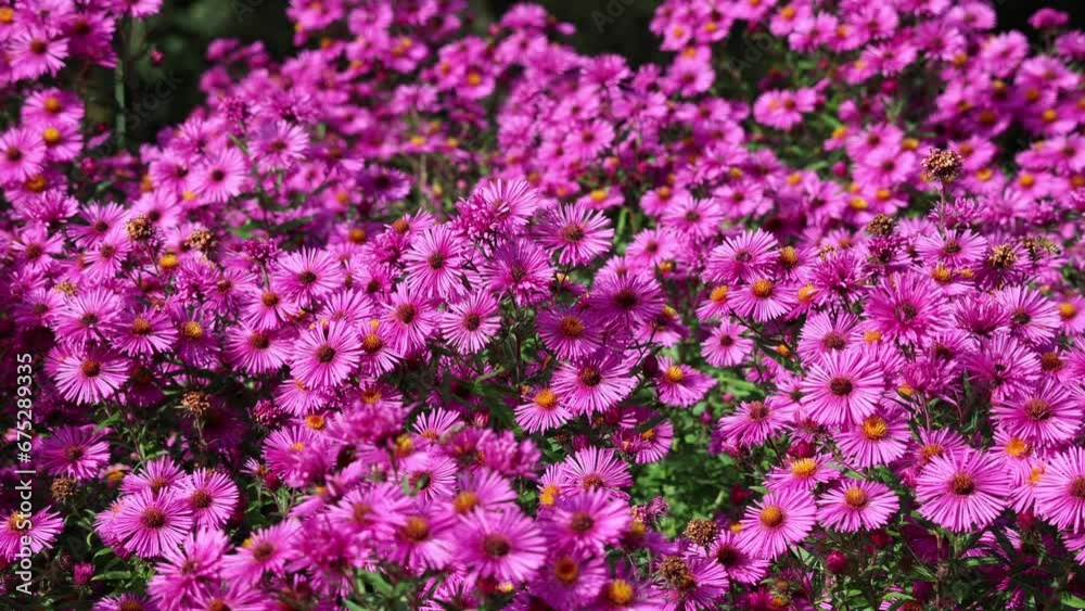 Buzzing Beauty: Bees and the Purple Arlington Flower Buzzing Beauty: Bees and the Purple Arlington Flower