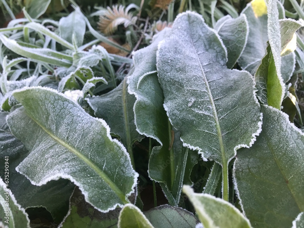 Ice on the top of the grass, Mae Khaning Ice on the top of the grass, Mae Khaning