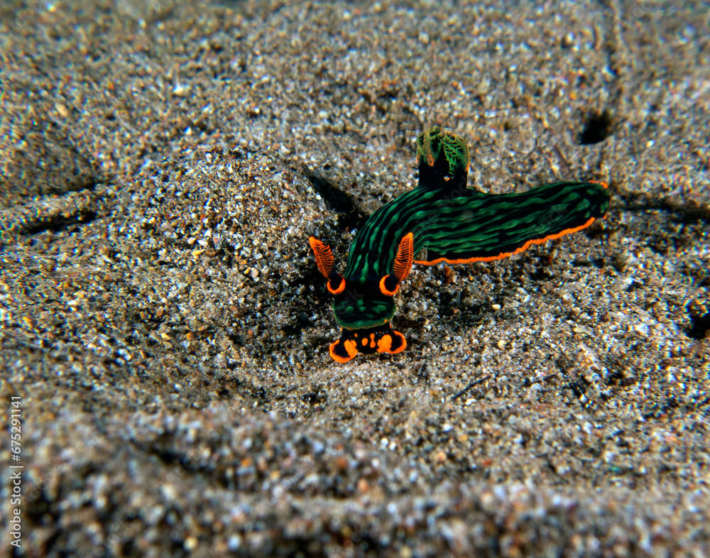 Fototapeta premium A Nembrotha Kubaryana nudibranch crawling on sand Dauin Philippines
