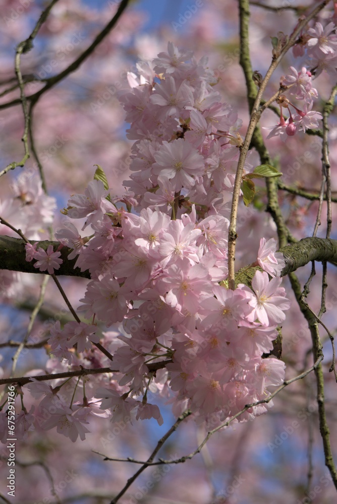 Closeup of delicate cherry blossoms blooming on a tree in the springtime Closeup of delicate cherry blossoms blooming on a tree in the springtime