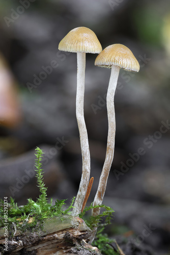 Obraz na plátně Macro detail shot of hallucinogenic Psilocybe serbica mushrooms