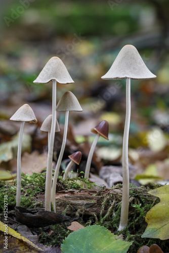 Group of beautiful slender mushrooms in colorful autumn forest