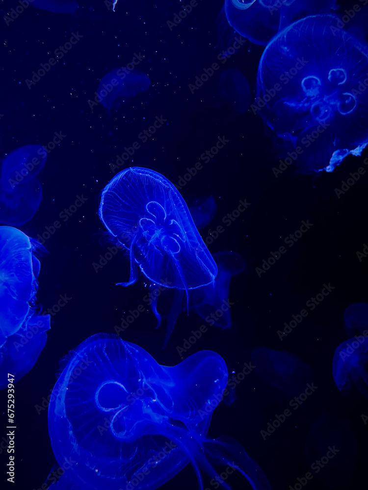 The pic of beautiful jellyfish