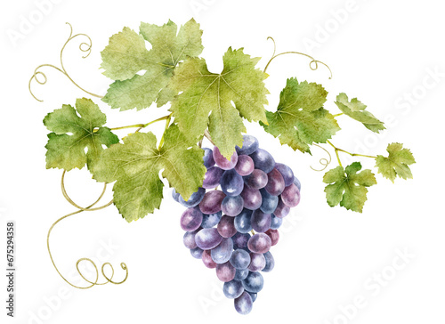A bunch of grapes with leaves. Grape vine. Watercolor illustrations. Isolated. For the design of labels of wine, grape juice and cosmetics, wedding cards, stationery, greetings, wallpaper, invitations