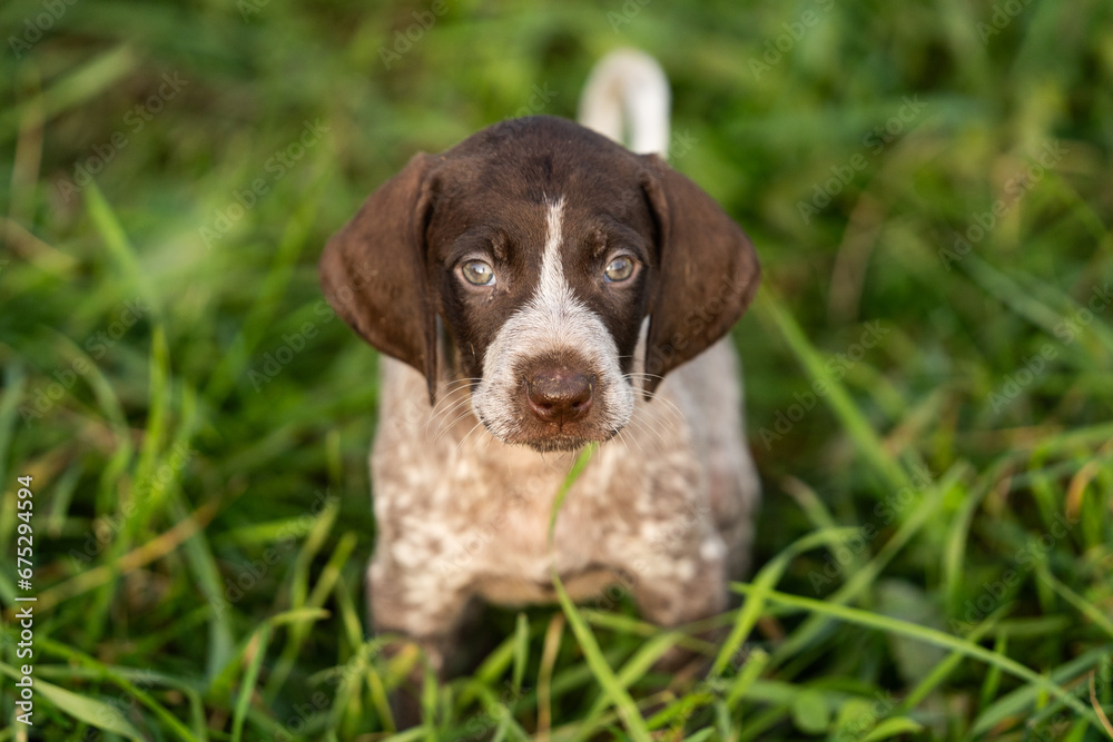 Adorable Puppy Portrait: Capturing Canine Cuteness