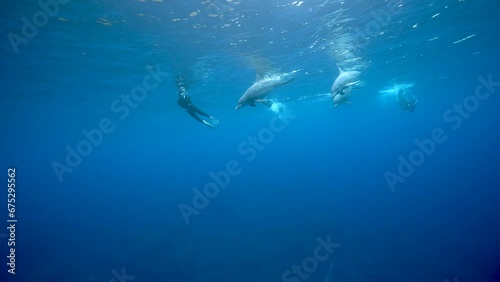 Wallpaper Mural ミナミハンドウイルカ57_御蔵島_20231105-06_近づいてくる3頭のイルカ Torontodigital.ca