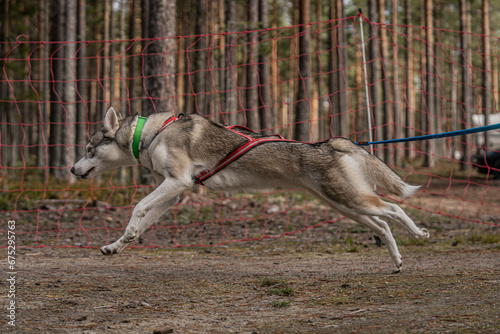 Dynamic Dog: Energetic Canine Running in Action © Rikke S