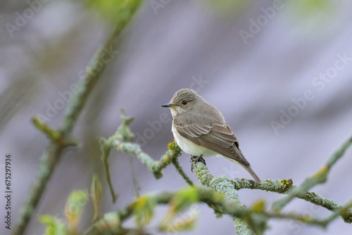 A Spotted Flycatcher sitting on a tree