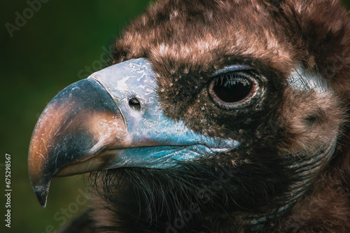 Cinereous vulture (Aegypius monachus) close-up