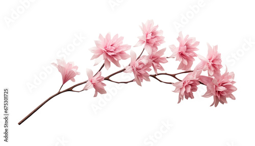 Fototapeta Naklejka Na Ścianę i Meble -  pink flowers isolated on transparent background cutout