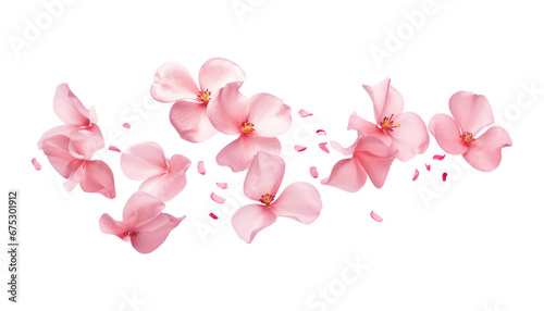 Fototapeta Naklejka Na Ścianę i Meble -  flying pink blossom flowers isolated on transparent background cutout
