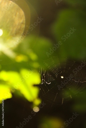 Macro of a spider web in a lush forest