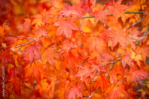 Colorful leaves in autumn