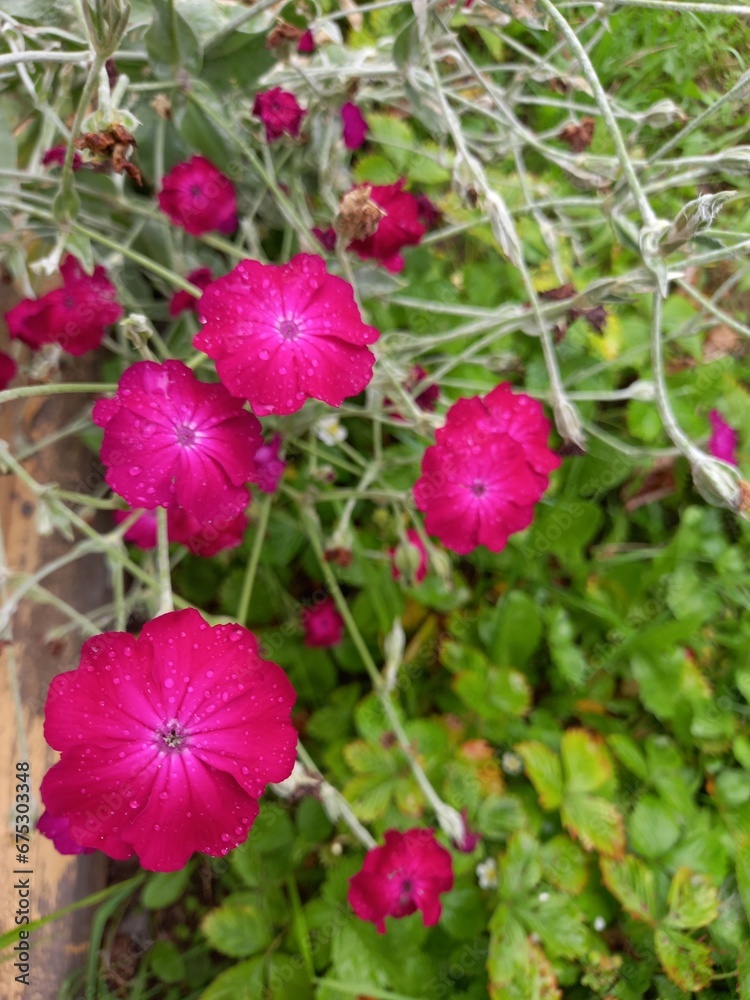 Pink carnation on a background of strawberries Pink carnation on a background of strawberries