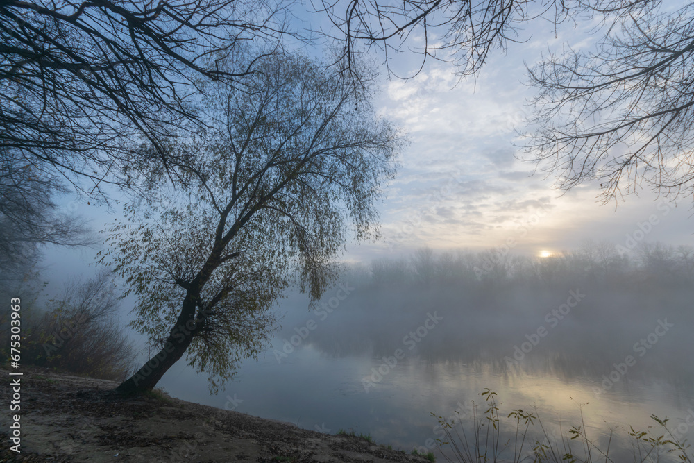 Fototapeta premium misty morning in the forest