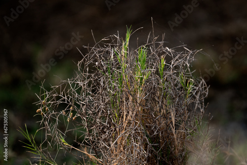 jungle grass