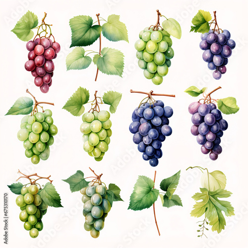 set of watercolor clip art of grapes isolated on white background for graphic design