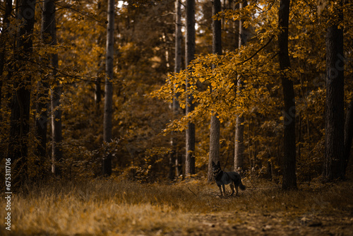 Fototapeta Naklejka Na Ścianę i Meble -  Czarny kundel pozuje do zdjęcia w otoczeniu jesiennych liści w lesie