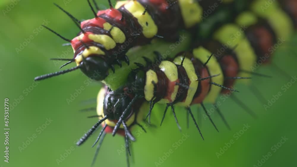 colorful butterfly caterpillars catching and eating green plant with green background.