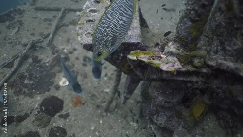 Siganus javus swimming among other fish in a sunken warship photo