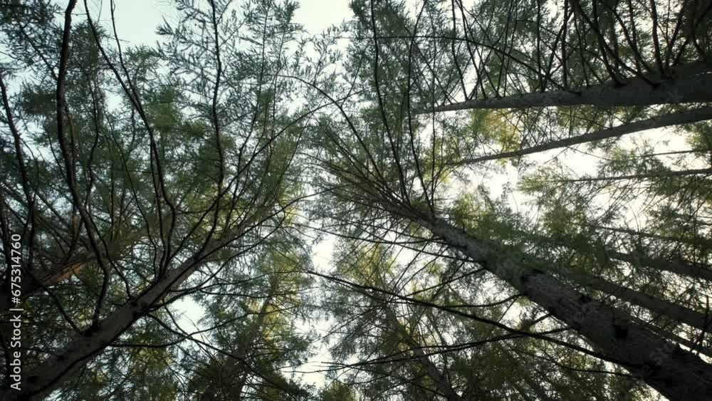 Bottom view of pine trees in green forest in nature. Bottom view of pine trees in green forest in nature.
