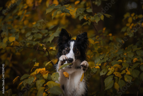 Obraz na płótnie Suczka border collie wykonuję sztuczkę w jesiennych liściach w salonie