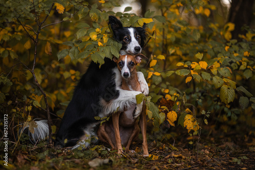 Fototapeta Naklejka Na Ścianę i Meble -  Dwa psy border collie i whippet przytulają się w otoczeniu jesieni