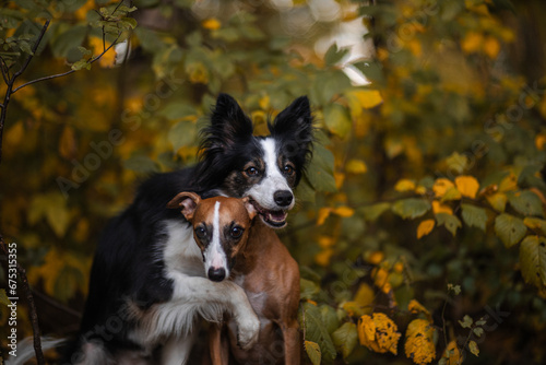 Fototapeta Naklejka Na Ścianę i Meble -  Dwa psy border collie i whippet przytulają się w otoczeniu jesieni