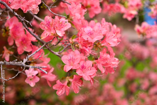 ピンクの梅の花