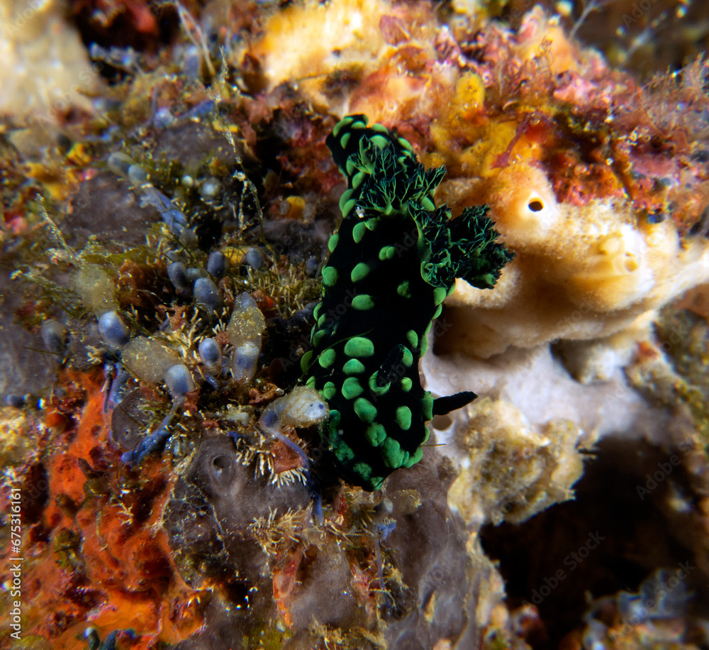 A Nembrotha Cristata nudibranch crawling on corals Apo Island Philippines