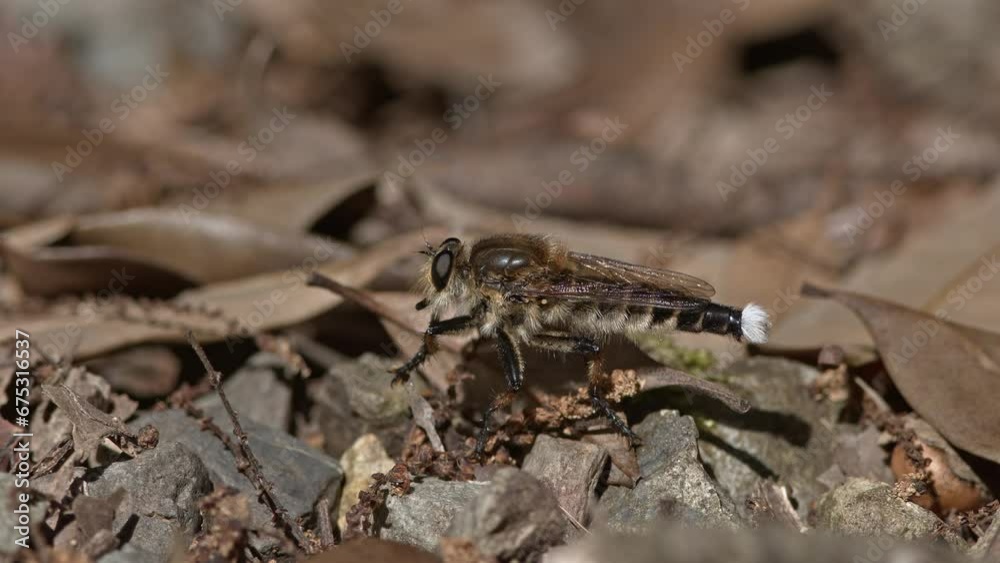 Robber Fly Disturbed by an Ant. Robber Fly Disturbed by an Ant.