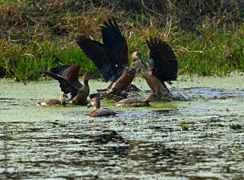 Duck fight
