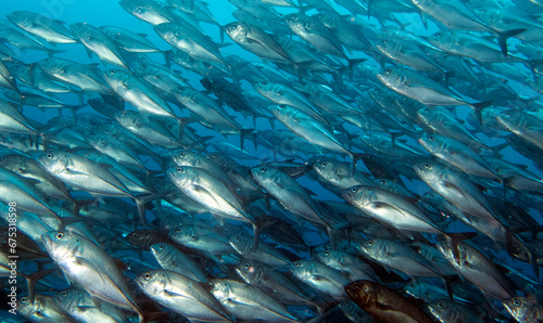 A school of Trevally Apo Island Philippines