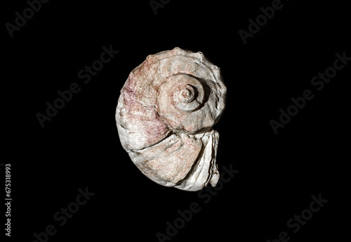 ocean shell on black background