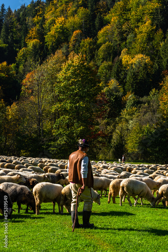 Wallpaper Mural Traditional sheep pasture in Pieniny mountains in Poland. Last days of sheep grazing in autumn Torontodigital.ca
