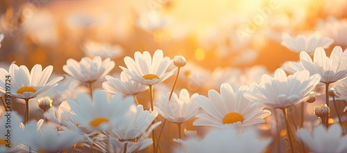 Panel kuchenny z motywem Piękne rumianki o wschodzie słońca. 