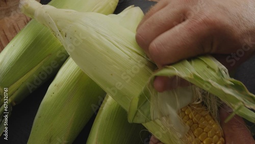 Ripe fresh corn cobs with corn leaves. Farmer peeling an cob of corn. Nice vegetable cooking background for your projects. Macro video shooting. photo